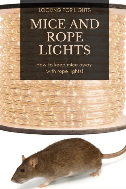 How to Use Rope Lights to Keep Mice Away