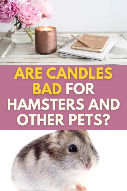 Are Candles Bad for Hamsters and Other Pets?