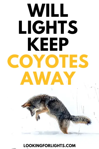 Will Lights Keep Coyotes Away
