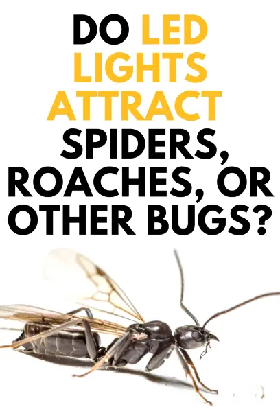 Do LED Lights Attract Ants, Spiders, Roaches, And Other Bugs